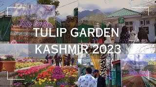 Tulip Garden March 2023